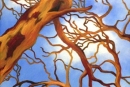 Tree Web I